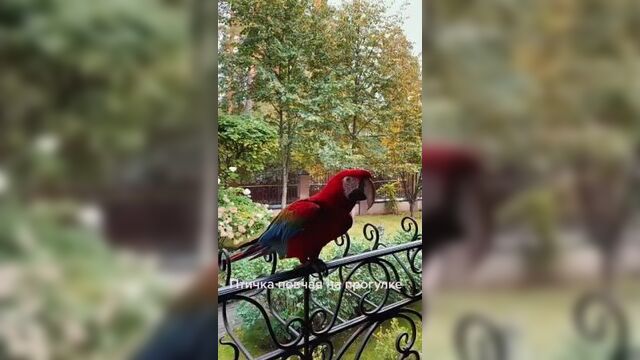Songbird on a walk
