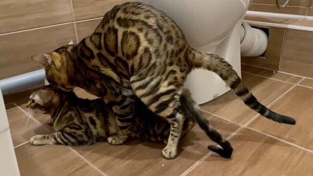 Mating of Bengals mating cage of sex cats