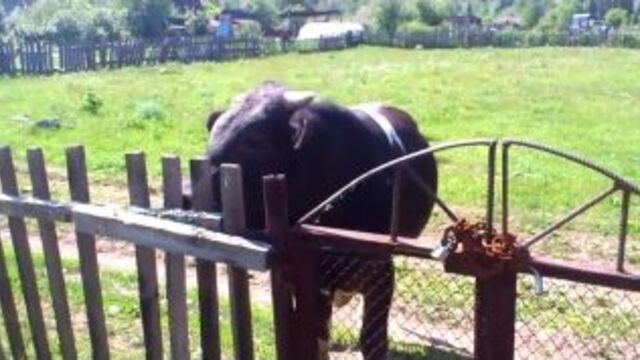 horny bull