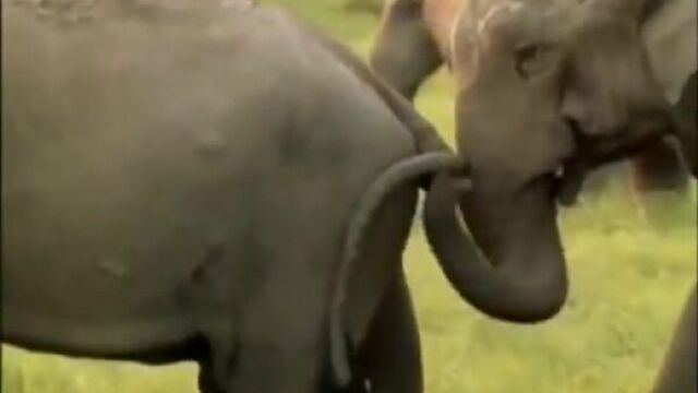 Sex in nature, cheeky animals have a blast. wild world.