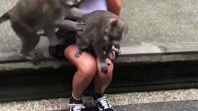 Monkeys have sex on a tourist | SHARK