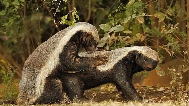 Top 10 Sex Monsters of the Animal World