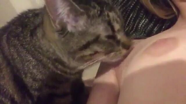 Kitty licks pussy [18 +] (cat, nipples, tits, wet)