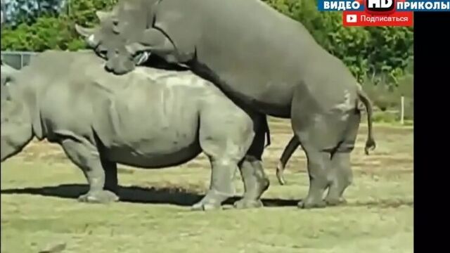 WILD SEX OF ANIMALS! Great Selection 2015! Funny Animals UNCENSORED!