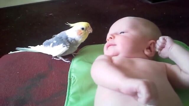 Parrot Sings to Baby (VHS Video)