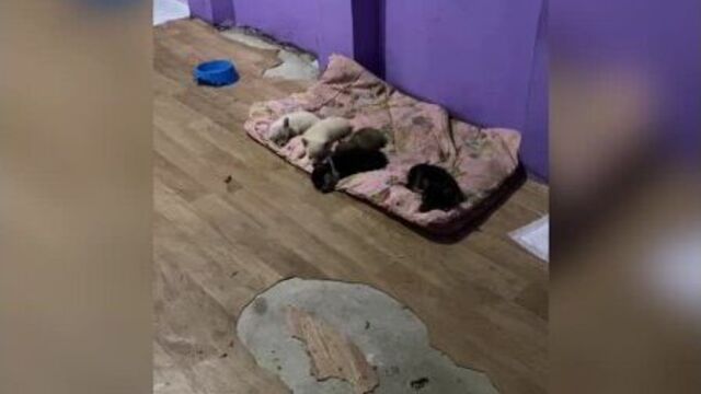 Tired kids are sleeping