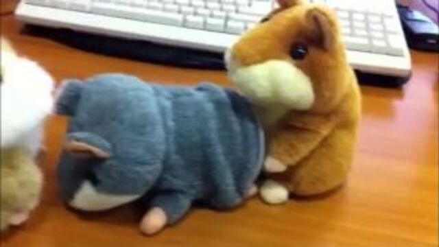 ahah, hamster porn