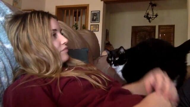 The cat politely asks to pet him (VHS Video)